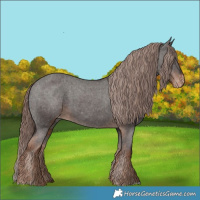 Horse Color:Liver Chestnut Appaloosa 