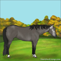 Horse Color:Gray Grullo 