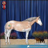 Horse Color:Silver Sable Champagne Splash Rabicano
