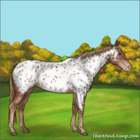 Horse Color:Chestnut Near Leopard