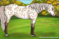 Horse Color:Silver Brown Dun Appaloosa 
