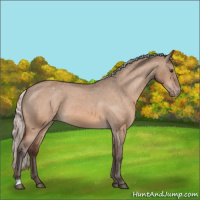 Horse Color:Silver Brown Dun Appaloosa 