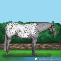 Horse Color:Black Appaloosa