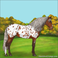 Horse Color:Silver Bay Appaloosa 