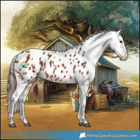 Horse Color:Bay Appaloosa 