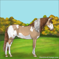 Horse Color:White Spotted Red Dun Rabicano  and White Spotted Red Dun Rabicano 