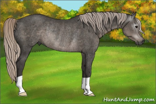 Horse Color:Gray Silver Black Rabicano