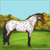 Horse Color:Bay Appaloosa 