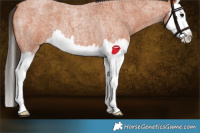 Horse Color:Bay Roan Splash