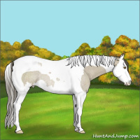 Horse Color:Classic Cream Champagne Roan Splash Tobiano Rabicano