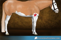 Horse Color:Chestnut Splash 