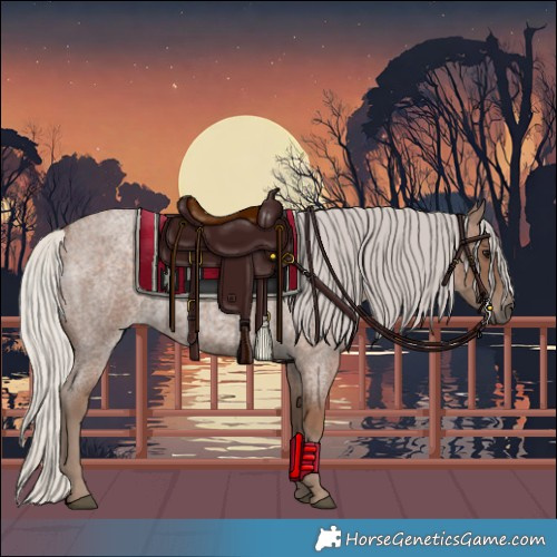 Horse Color:Silver Blue Roan 