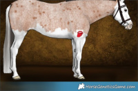 Horse Color:Bay Roan Splash 
