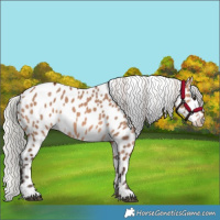 Horse Color:Silver Brown Dun Appaloosa 