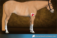 Horse Color:Chestnut Rabicano 