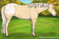 Horse Color:Palomino Appaloosa 