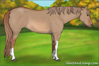 Horse Color:Red Dun 