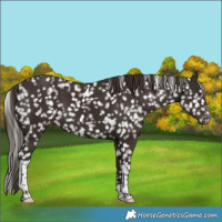Horse Color:Liver Chestnut Sabino Tobiano Snowflake Varnish 