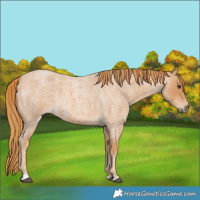 Horse Color:Red Roan 