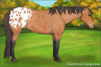 Horse Color:Bay Blanket