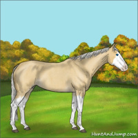 Horse Color:Silver Buckskin Roan Splash 