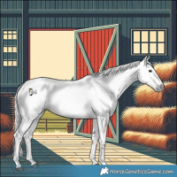 Horse Color:Gray Bay 