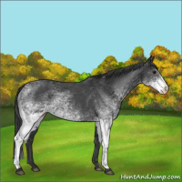 Horse Color:White Spotted Blue Roan 