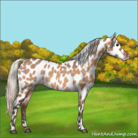Horse Color:Silver Brown Dun Appaloosa