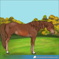Horse Color:Chestnut 