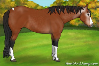 Horse Color:Gray Bay Splash Tobiano 