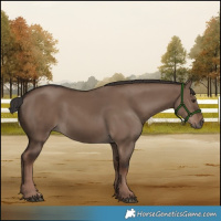 Horse Color:Liver Red Dun Rabicano 