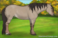 Horse Color:Liver Red Dun Rabicano 