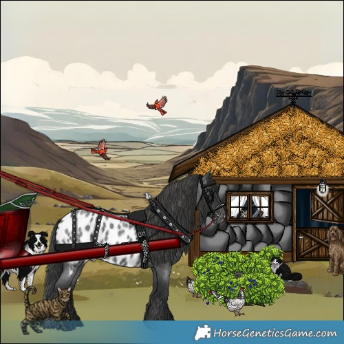 Horse Color:Blue Roan Appaloosa