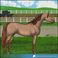Horse Color:Red Dun 