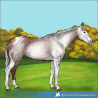 Horse Color:Gray Silver Black Pearl Tobiano 