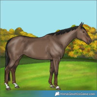 Horse Color:Liver Red Dun Rabicano 