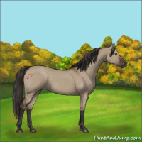 Horse Color:Liver Red Dun Rabicano 