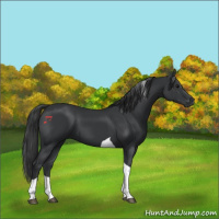 Horse Color:Black Tobiano 