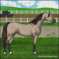 Horse Color:Liver Red Dun Rabicano 