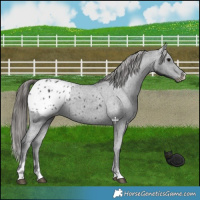 Horse Color:Black Appaloosa Rabicano 