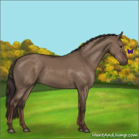 Horse Color:Liver Red Dun Rabicano 