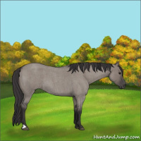 Horse Color:Smoky Grullo Roan 