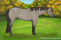 Horse Color:Smoky Grullo Roan 