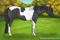Horse Color:Blue Roan Tobiano 