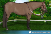 Horse Color:Liver Red Dun Rabicano 