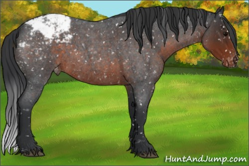Horse Color:Brown Roan Appaloosa 