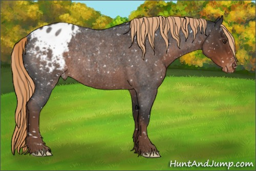 Horse Color:Liver Red Roan Appaloosa Rabicano 