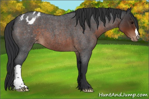 Horse Color:Brown Roan Appaloosa 