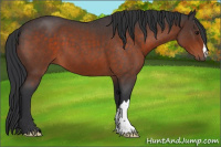 Horse Color:Brown Roan 