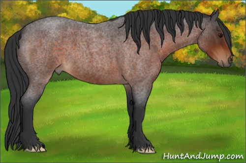 Horse Color:Brown Roan 